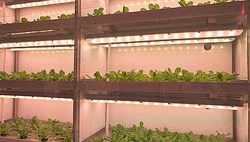 Запуск новой многоярусной установки выращивания растений