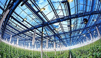 65000 новых светильников GALAD в теплицах Подмосковья