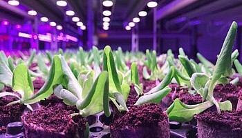 Компания Signify помогла создать благоприятные условия для выращивания орхидей и латука на Тайване