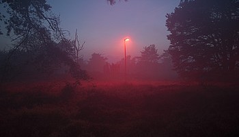 Светильники Philips могут спасти летучих мышей