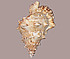  Eco Light 8.0028.26