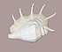  Eco Light 8.0018.26