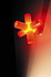 Crosslight