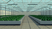    Lampyris:   LMPRS.Grow